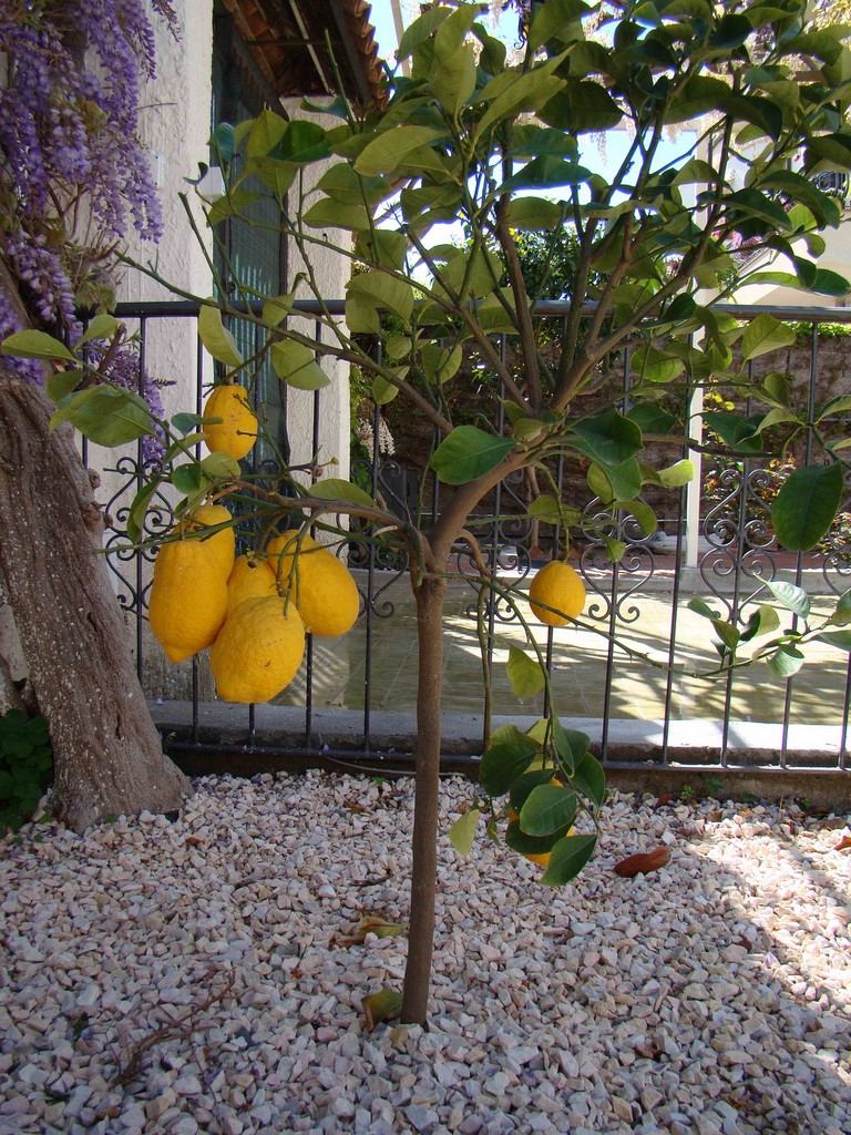 VILLA ANGELINA GIARDINI NAXOS